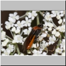 Dolerus sp - Blattwespe 10a 7mm.jpg